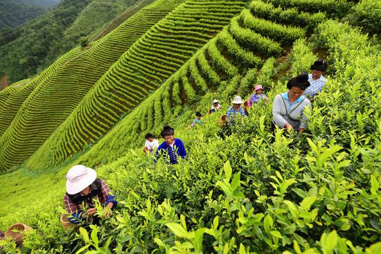 茶农在采茶